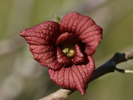 Plant of the Month: American pawpaw (Asimina triloba)