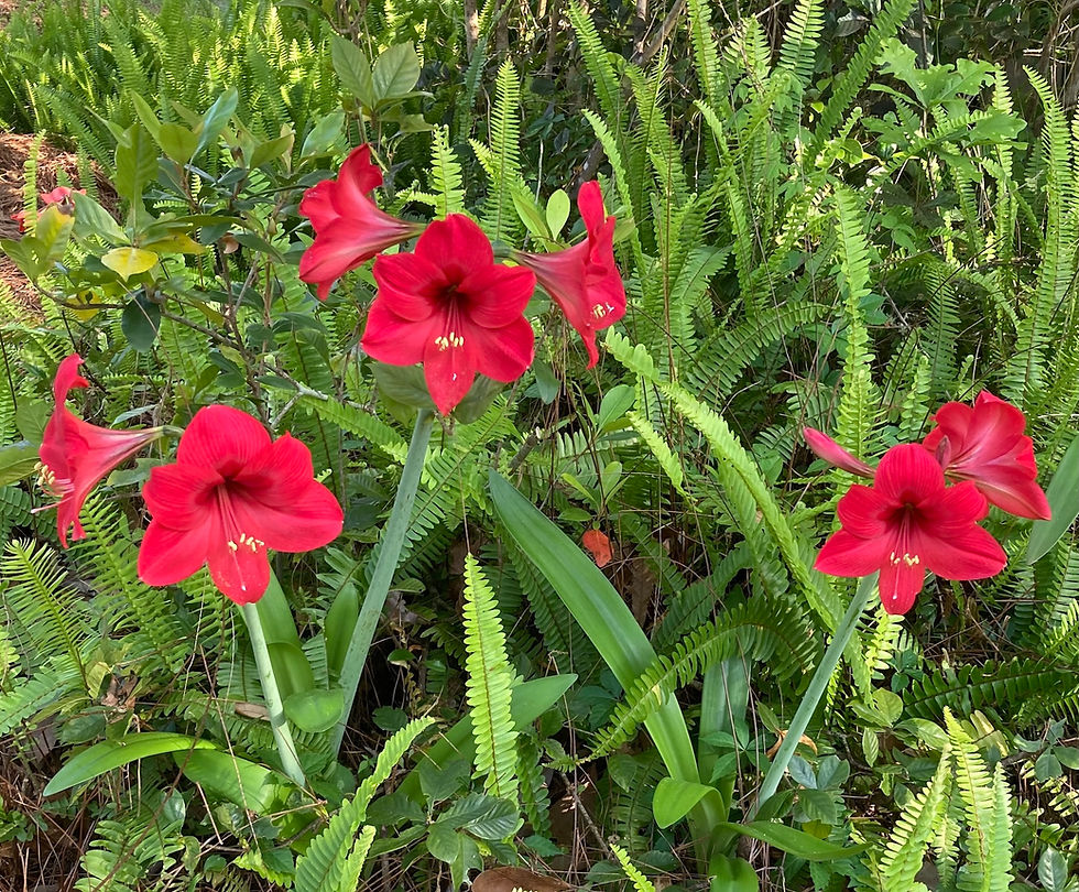 Amaryllis. Photo by Mary Townsley