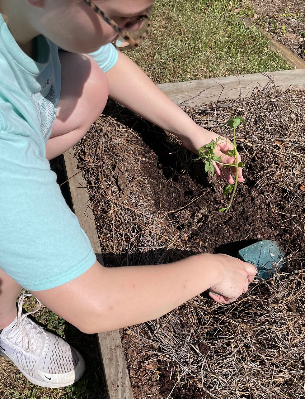 Planting a tomato plant