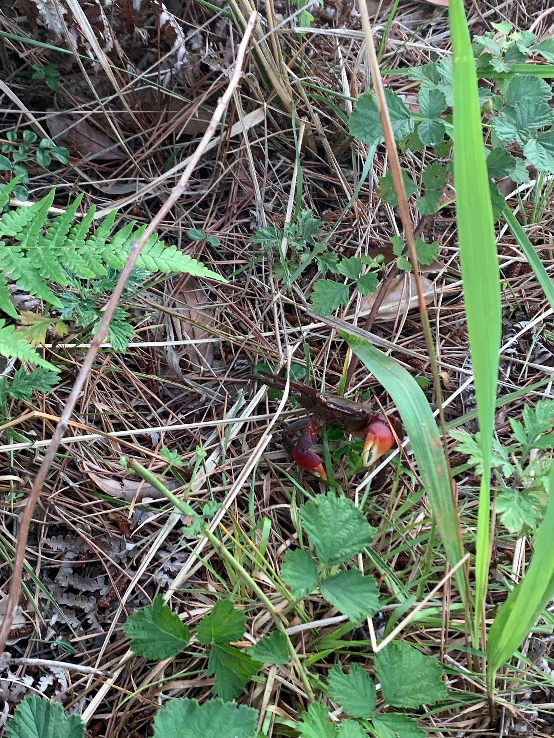 A cute crab we found