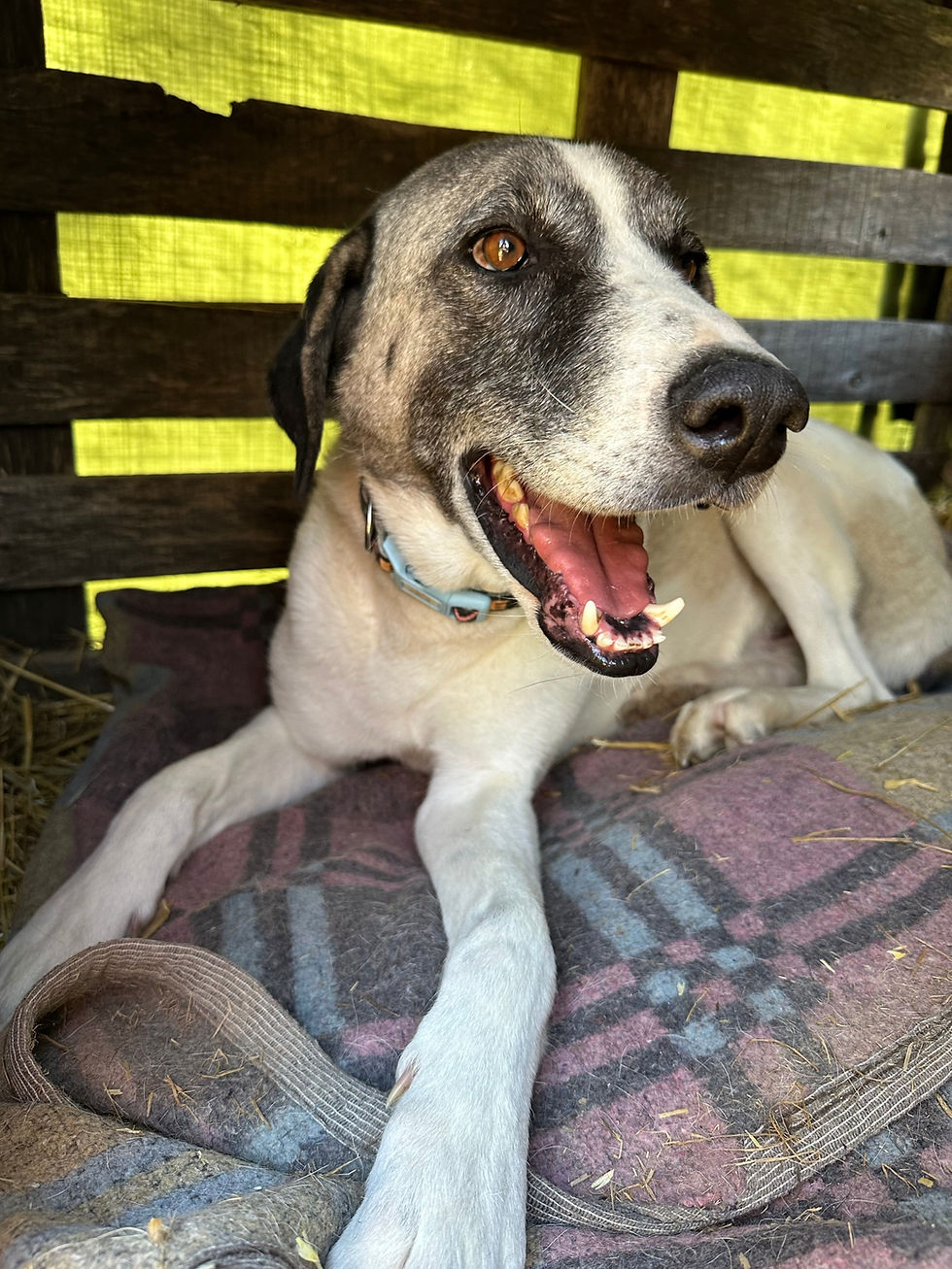Tyson