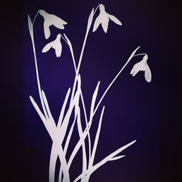 Snowdrops cyanotype print