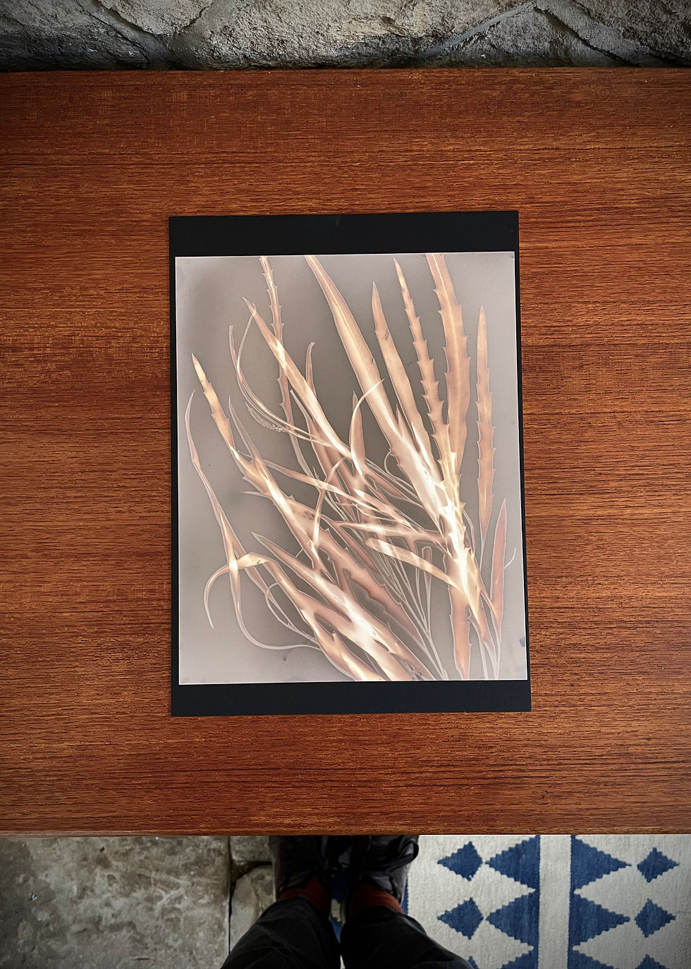 Thistle Grass lumen print Lancashire artist original artwork botanical prints