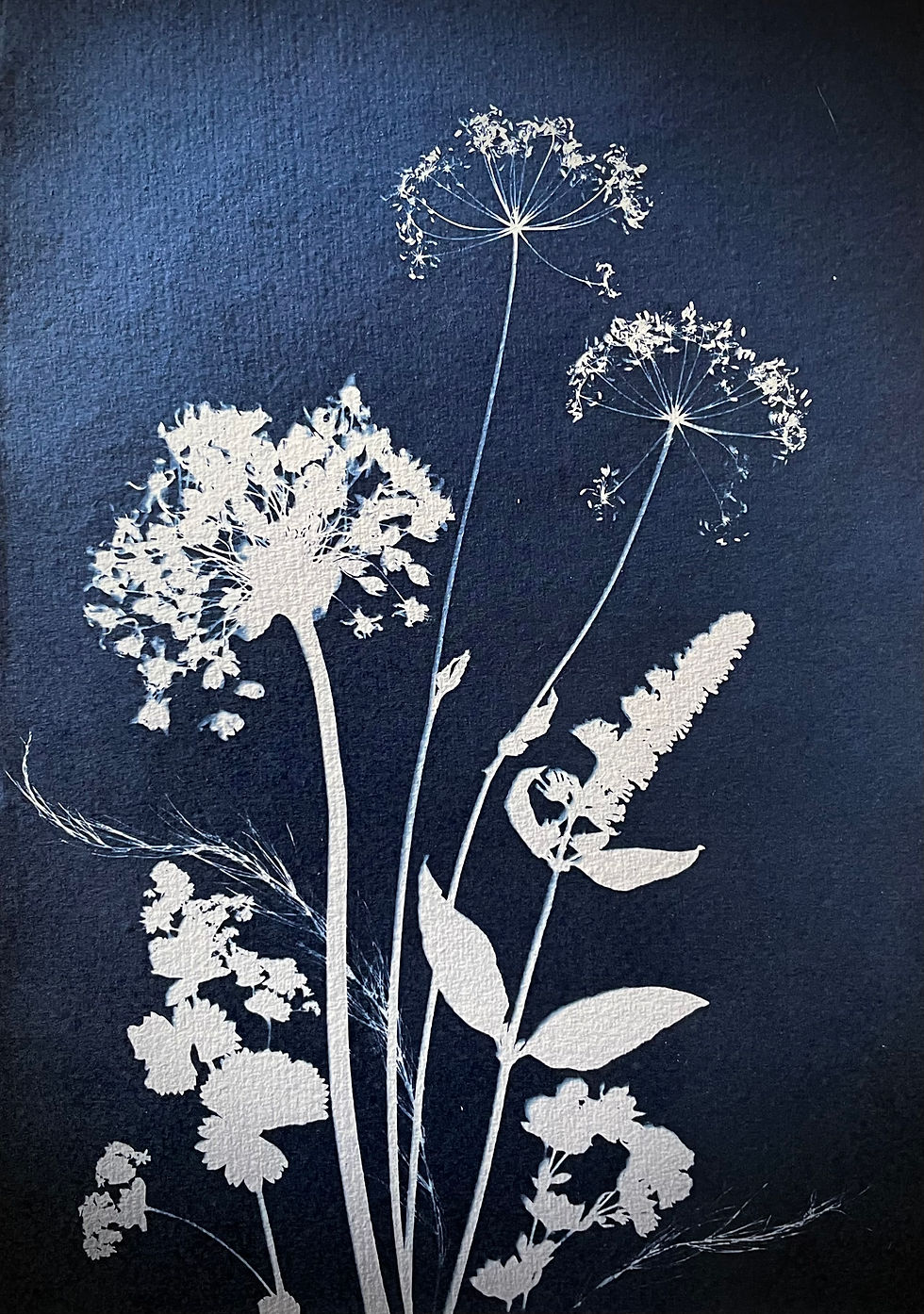 Indigo Studio Meadow Composition Edition Print Lancashire flowers
