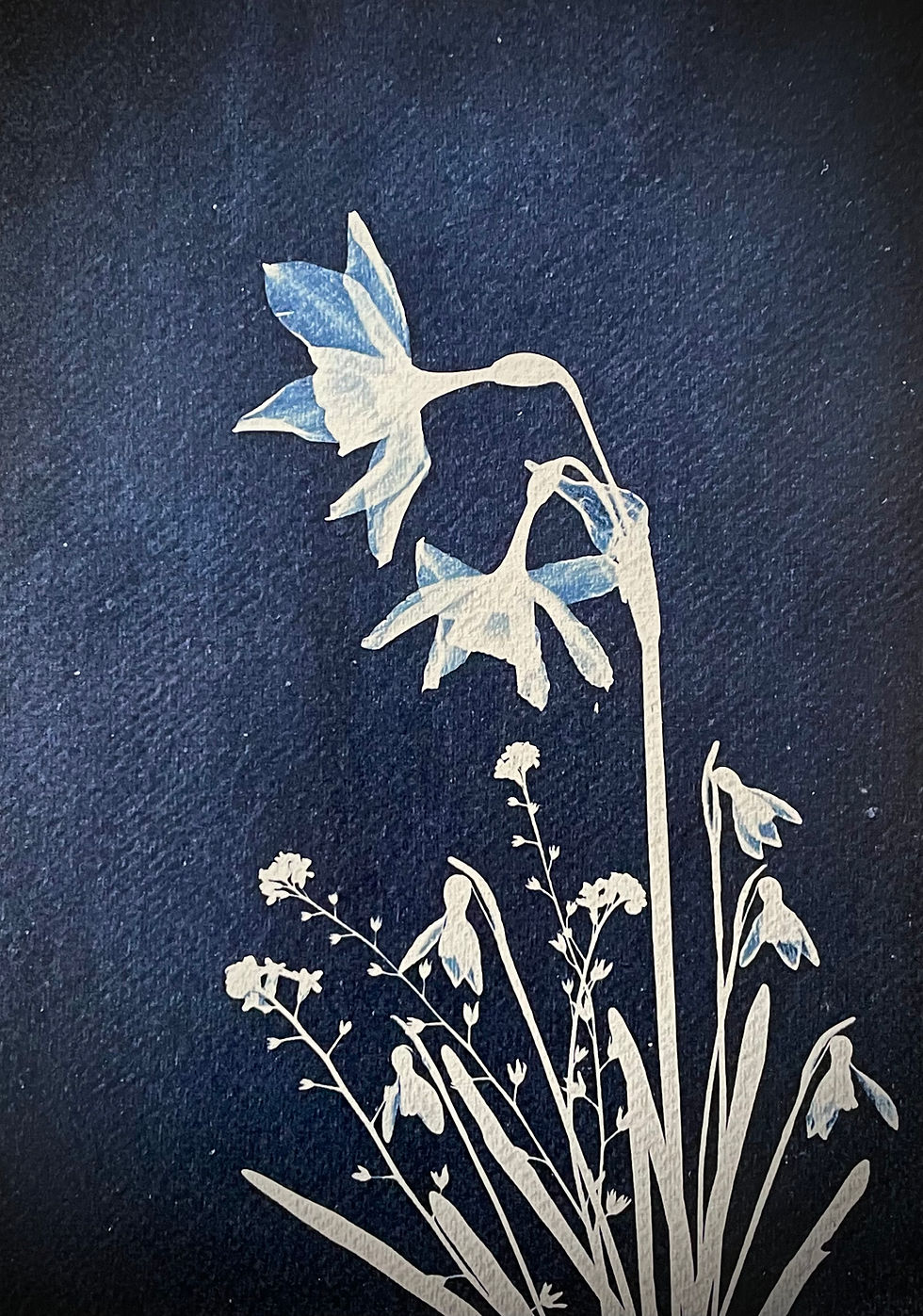 Lisa Howard Indigo Studio Spring Flowers limited edition blue sun print Lancashire daffodils and snowdrops