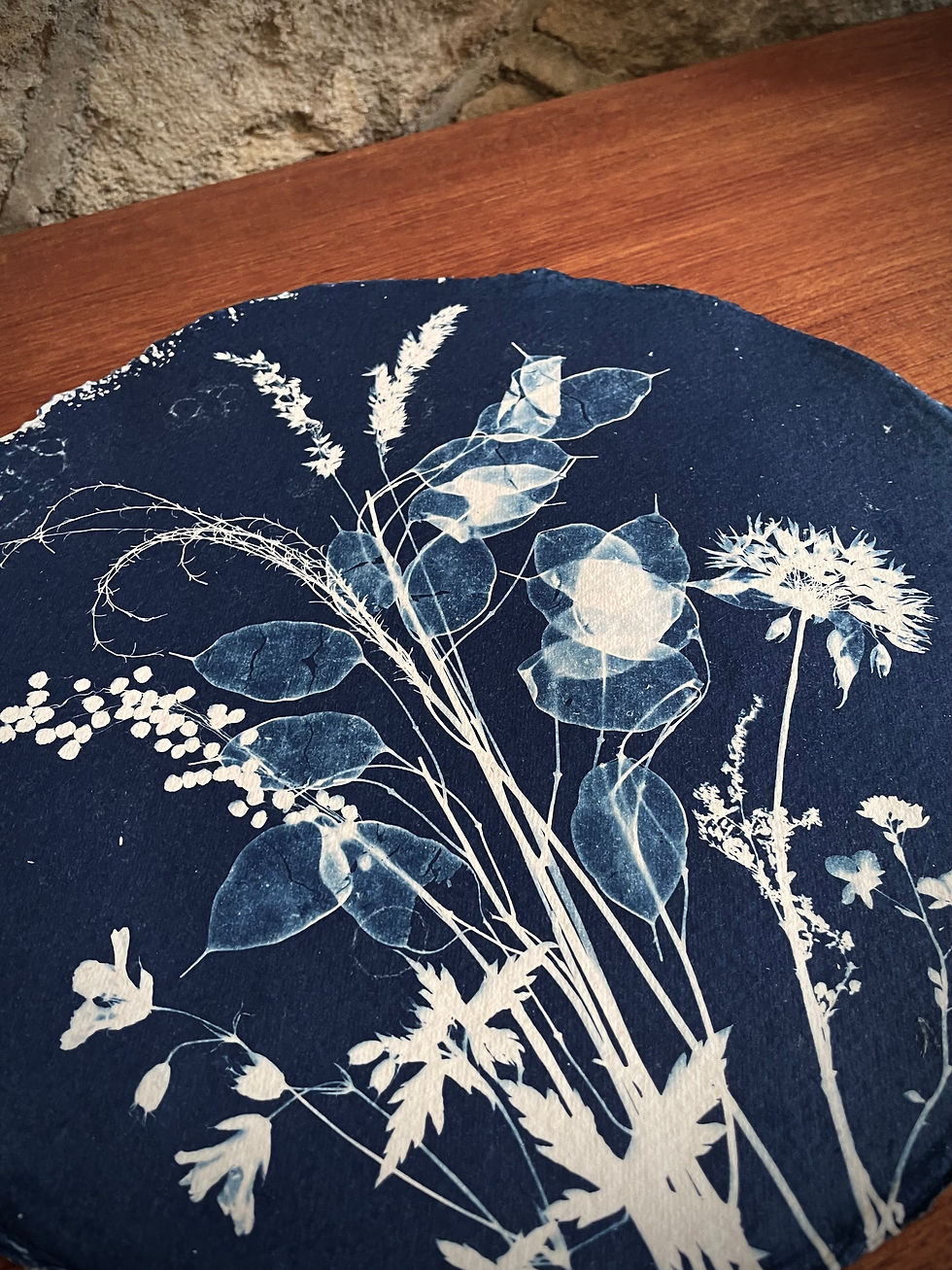 Honesty and Meadow Grasses circular cyanotype print handmade artwork Lancashire