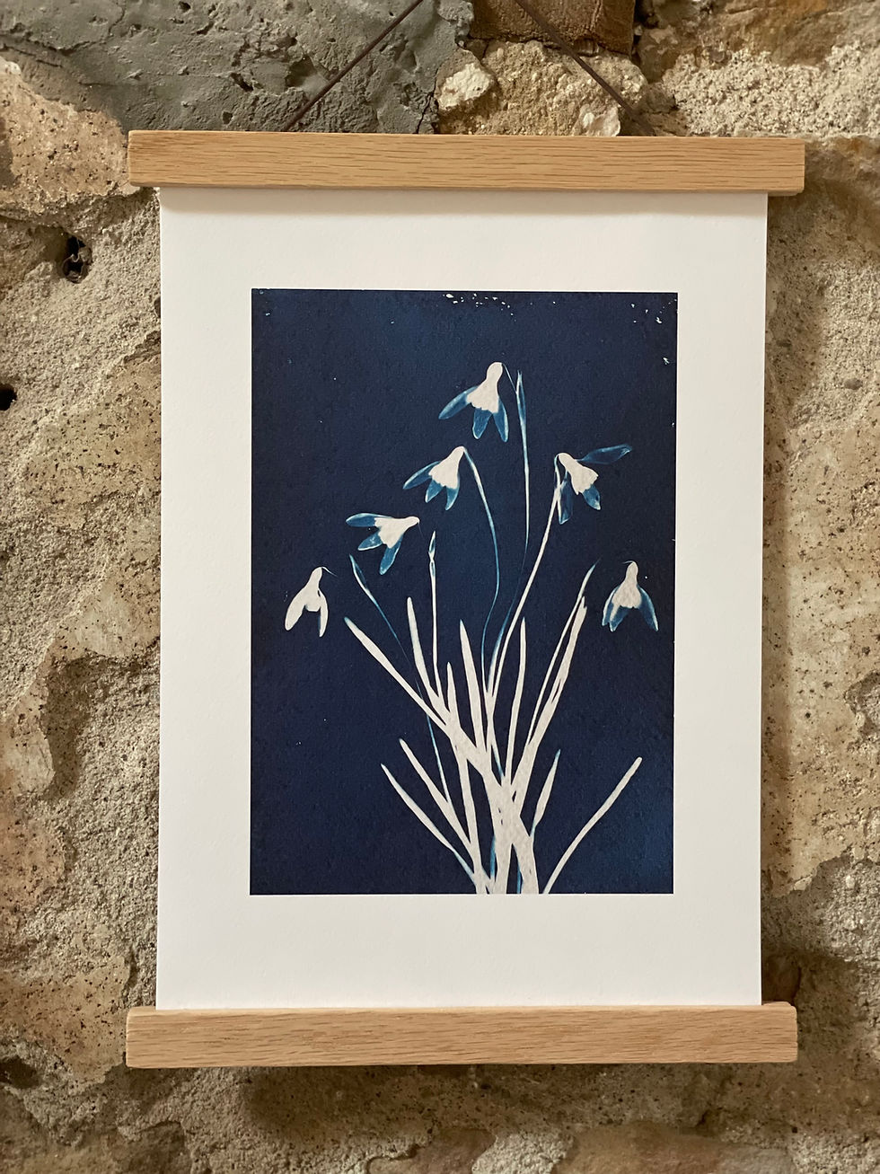 Lisa Howard Indigo Studio Cyanotype Snowdrops Edition Print Lancashire