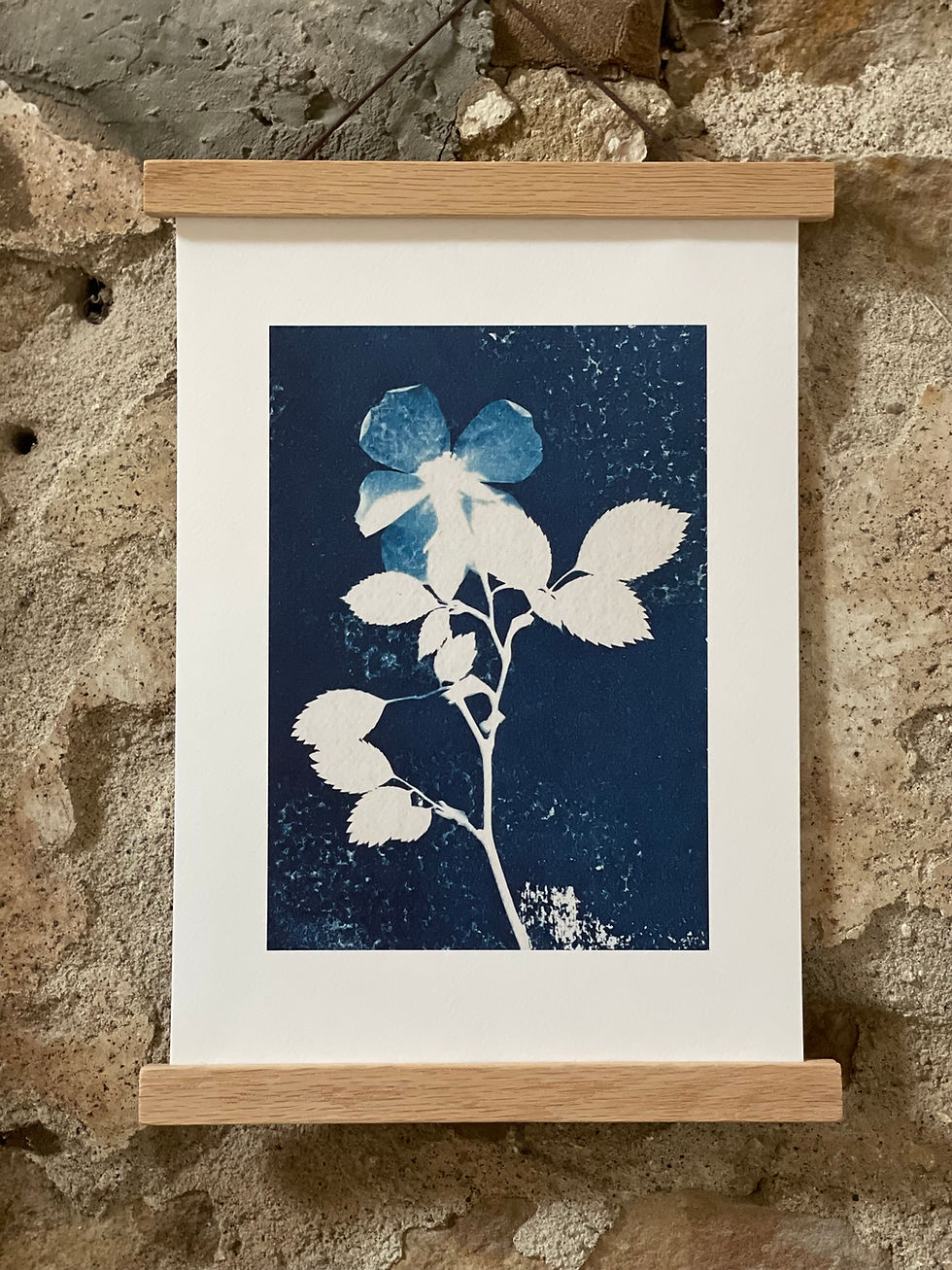 Lisa Howard Indigo Studio Cyanotype Lancashire Wild Rose Edition Print