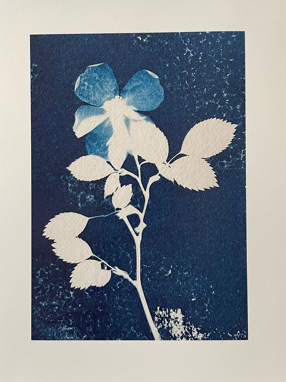 Lisa Howard Indigo Studio Cyanotype Lancashire Wild Rose Edition Print