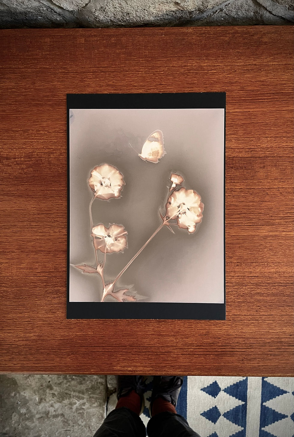 Butterfly and Flowerbed lumen print nature photography by artist Lisa Howard original artwork Lancashire