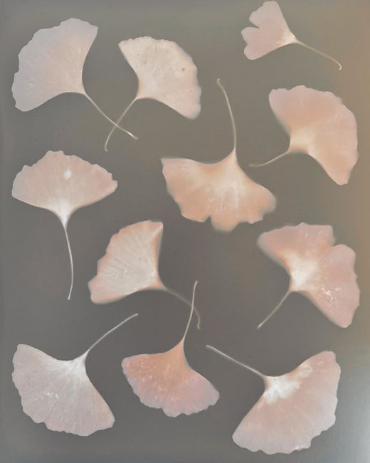 Gingko Leaves lumen print