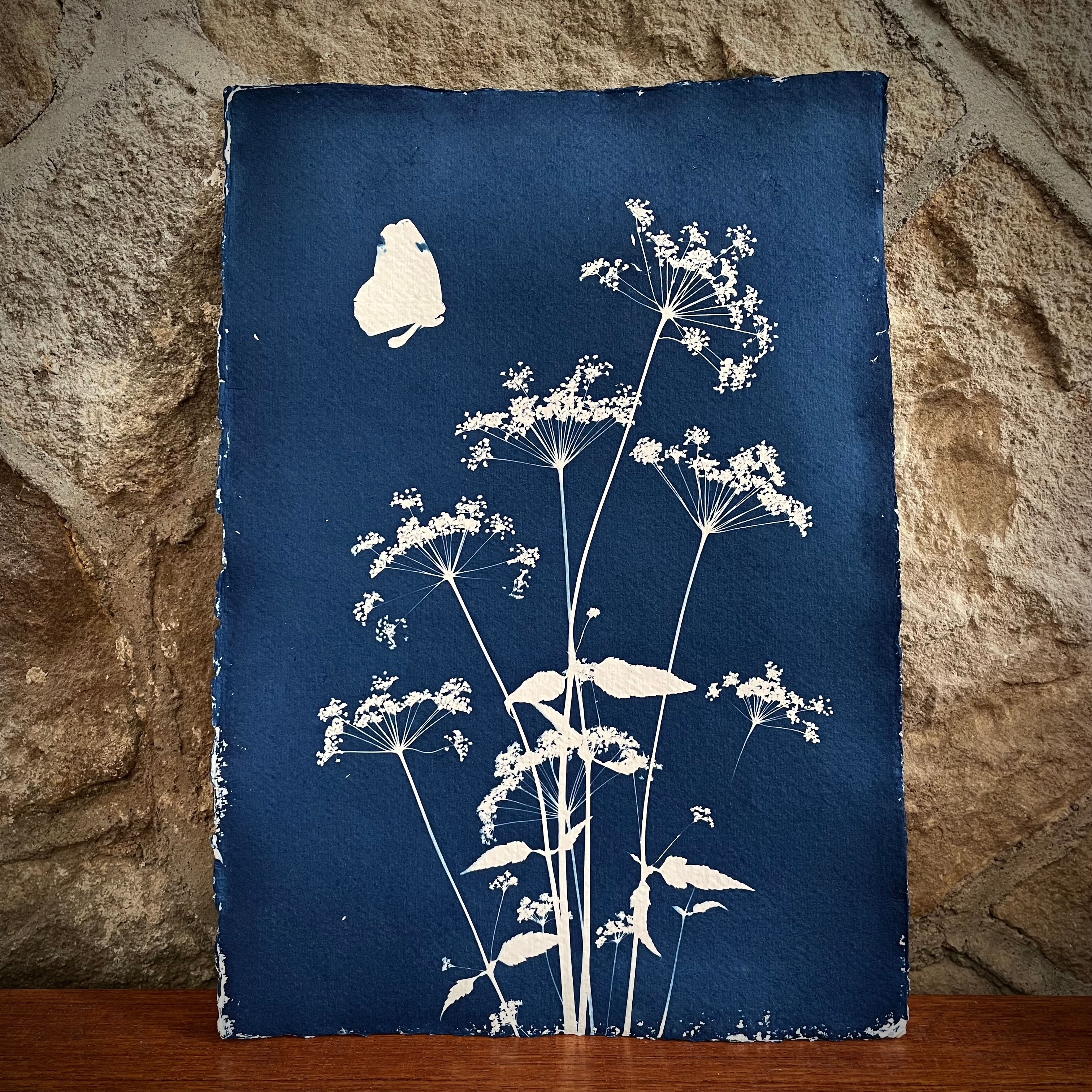 Lisa Howard Indigo Studio original cyanotype print Lancashire butterfly and cow parsley
