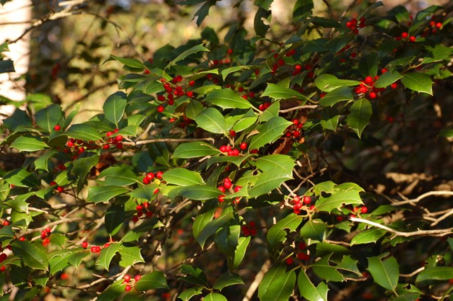 Ilex opaca - American Holly Photo by Derek Ramsey