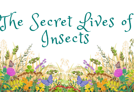 The Secret Lives of Insects #10