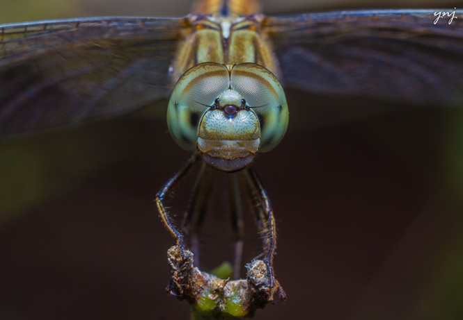 A mosquito's-eye view; face to face with a dragonfly. Photo by Yogendra Joshi CC by 2.0
