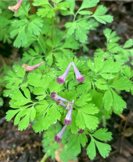 Invasive incised fumewort in bloom (image courtesy of Long Island Invasive Species Management Area).