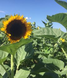 69778500_10162011759120062_2128914829342146560_n