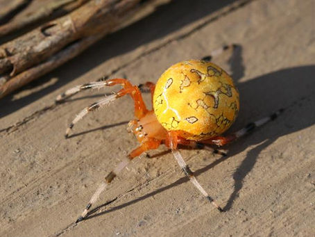 The Secret Lives of Insects #9