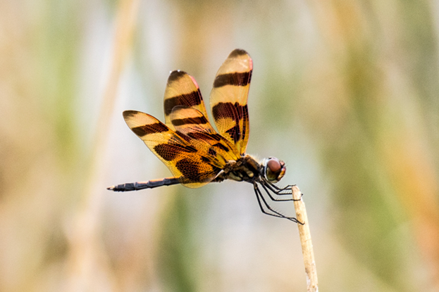 Halloween Pennant dragonfly. Note the legs pushed forward on the thorax.