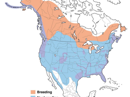 Insight into the Bald Eagles that Call ACLT Home