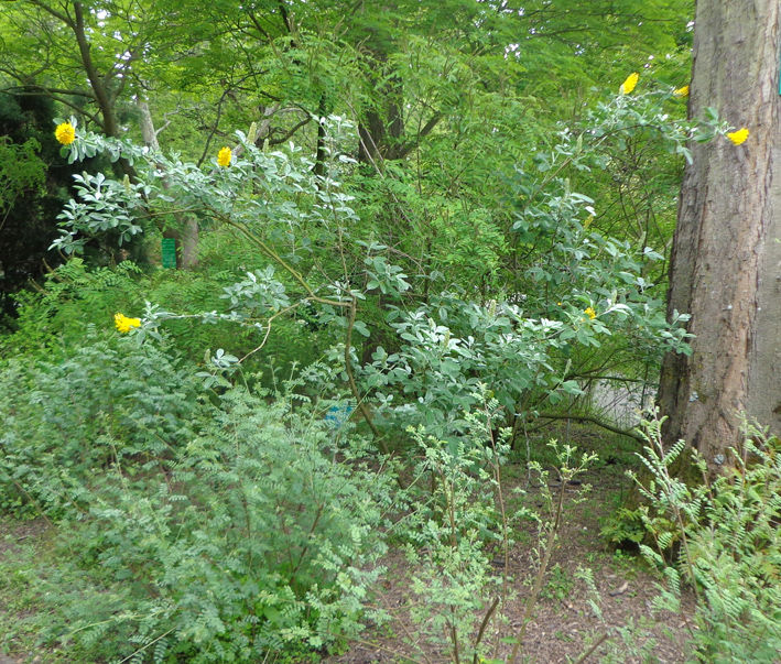 Agyrocytisus battandieri