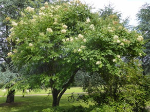 Syringa reticulata (Blume) H. Hara Oleaceae