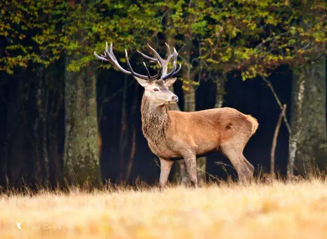 cerf.webp