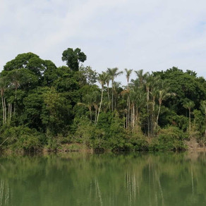 Biocultural diversity of life: an argument from Amazon