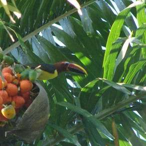 Living with difference: indigenous peoples and biodiversity