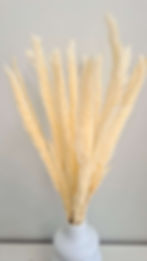 pampas grass
