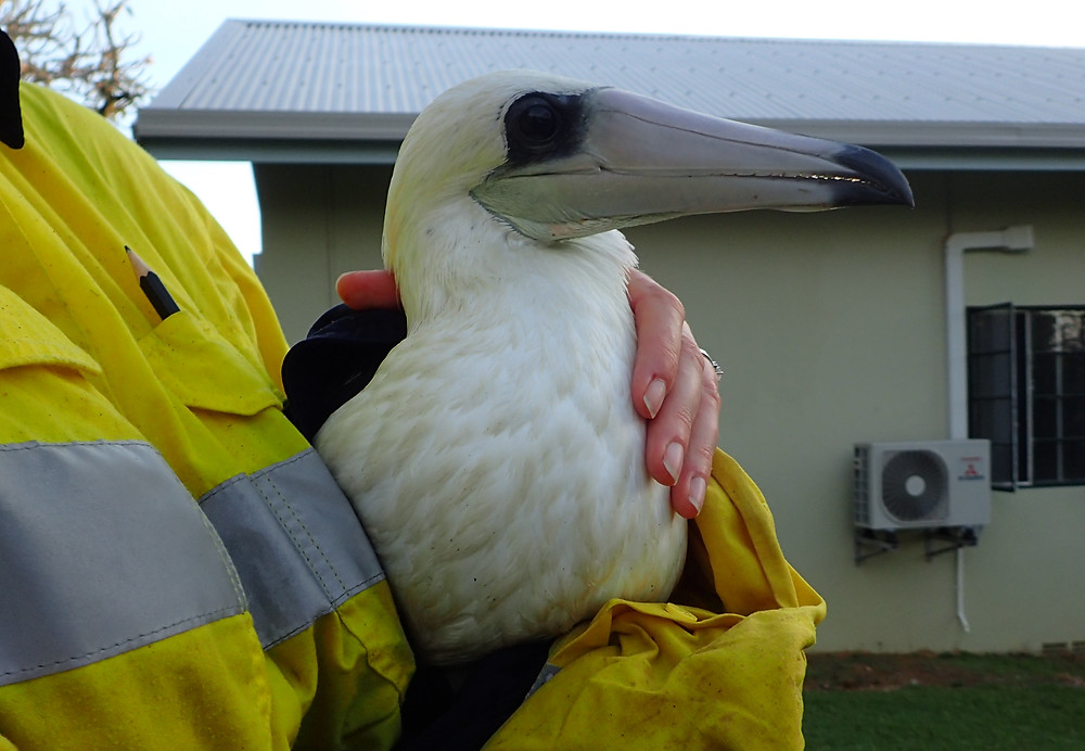 Abbott's booby rescued during survey