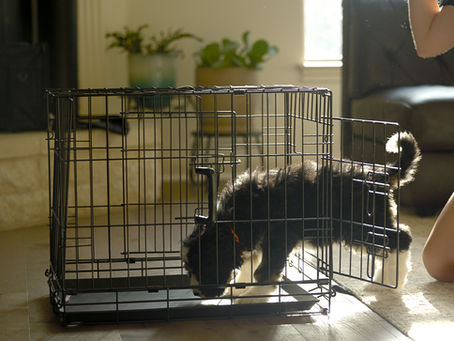 What Your Puppy Needs at 6 Months