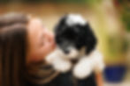 Website_Sheepadoodle-4.jpg
