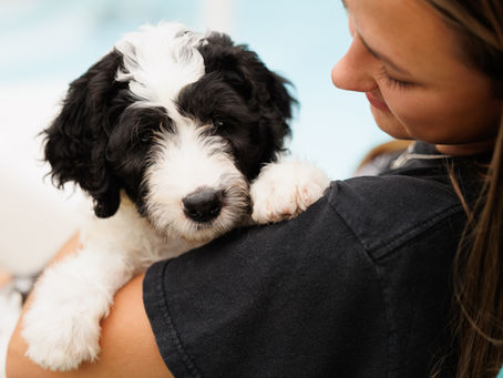 adorable doodle puppy from round rock Tx
