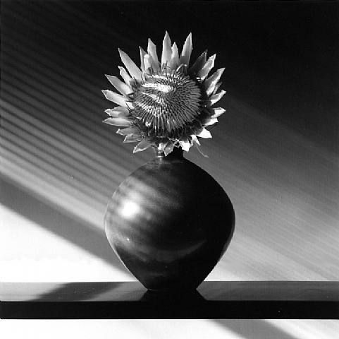 Robert Mapplethorpe.jpeg