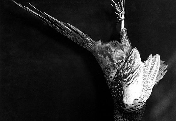 Robert Mapplethorpe 2.jpeg