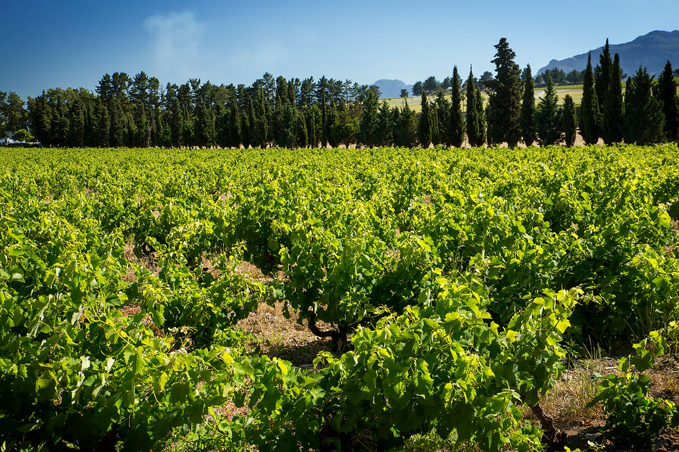 The FMC vineyard November 2015.jpg