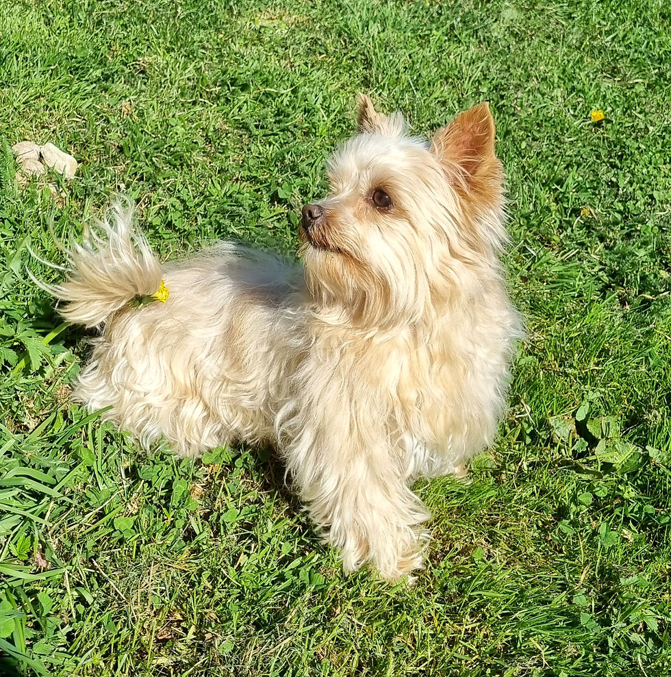 Lady2