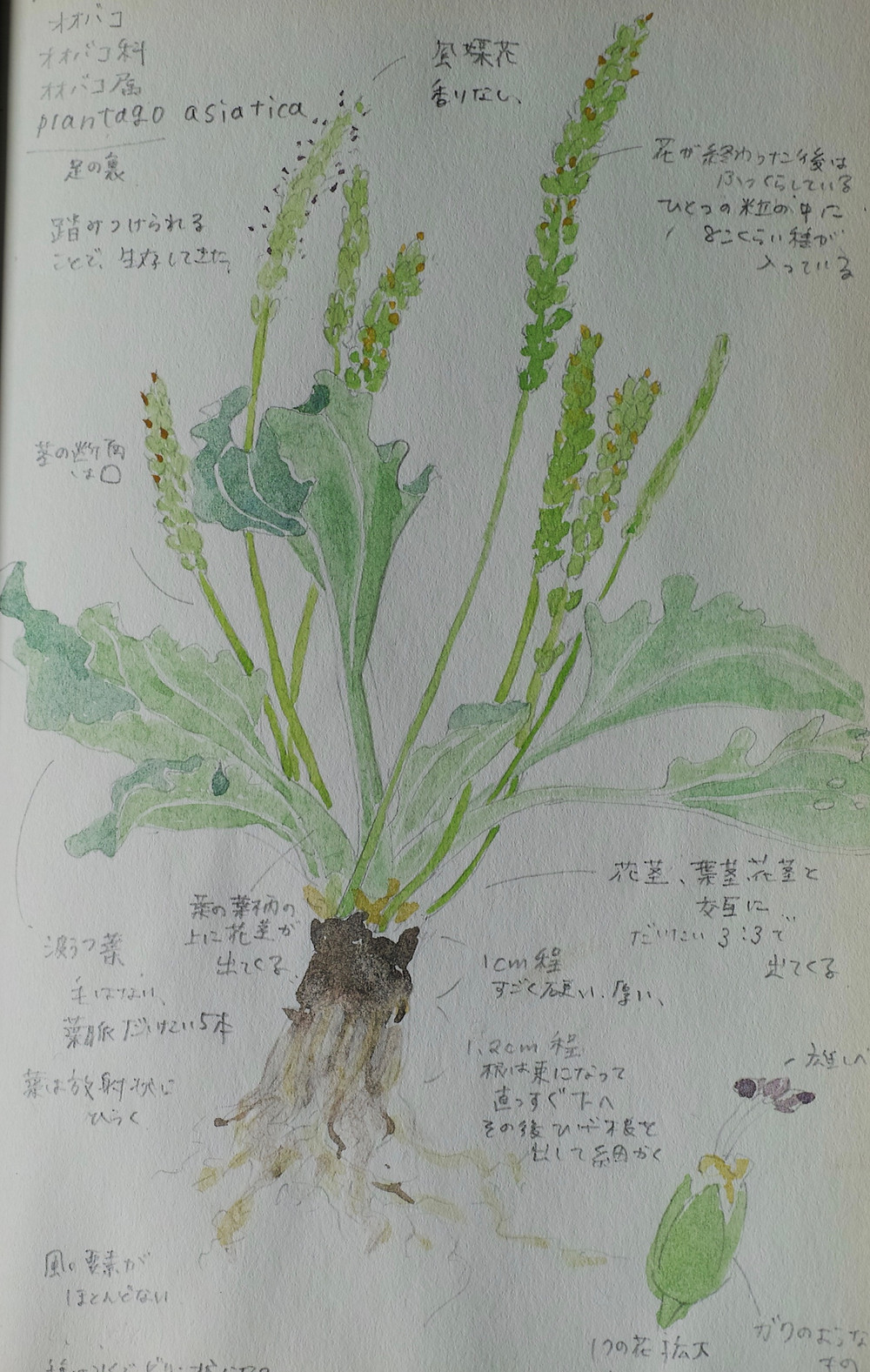 オオバコ オオバコ