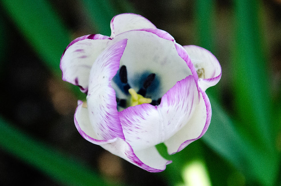 Denver Botanical Gardens 17