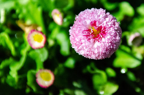 Denver Botanical Gardens 15.jpg