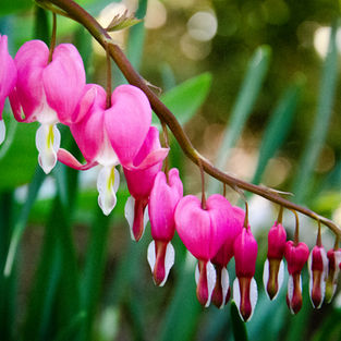 Denver Botanical Gardens 12.jpg
