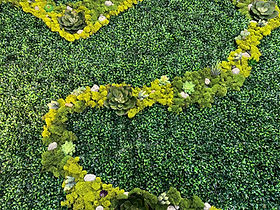 Glossy green leaves and succulent plants with moss.