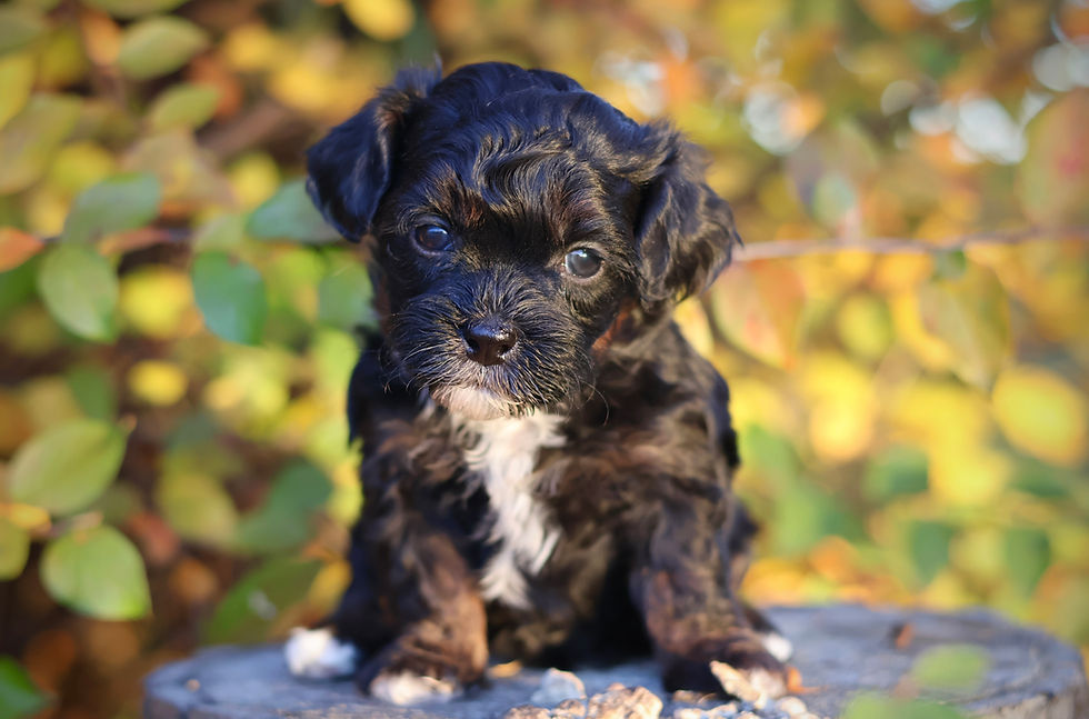 Bichon Shih Tzu