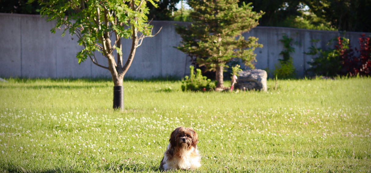 Baby Barks Calgary, Alberta Bichon Shih Tzu Puppies