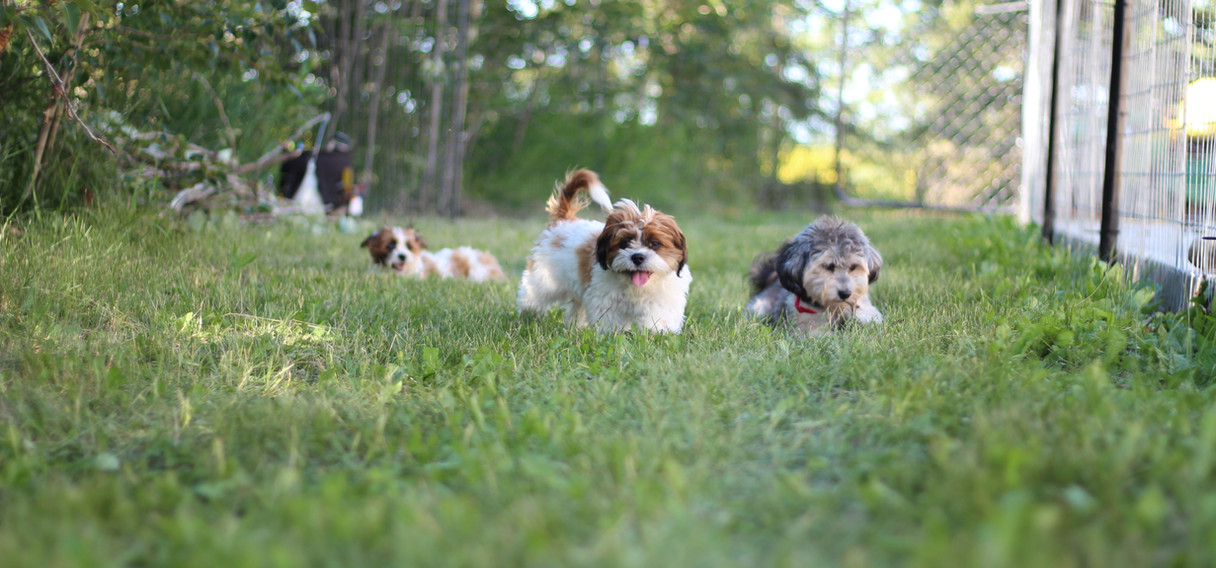 Baby Barks Calgary, Alberta Bichon Shih Tzu Puppies