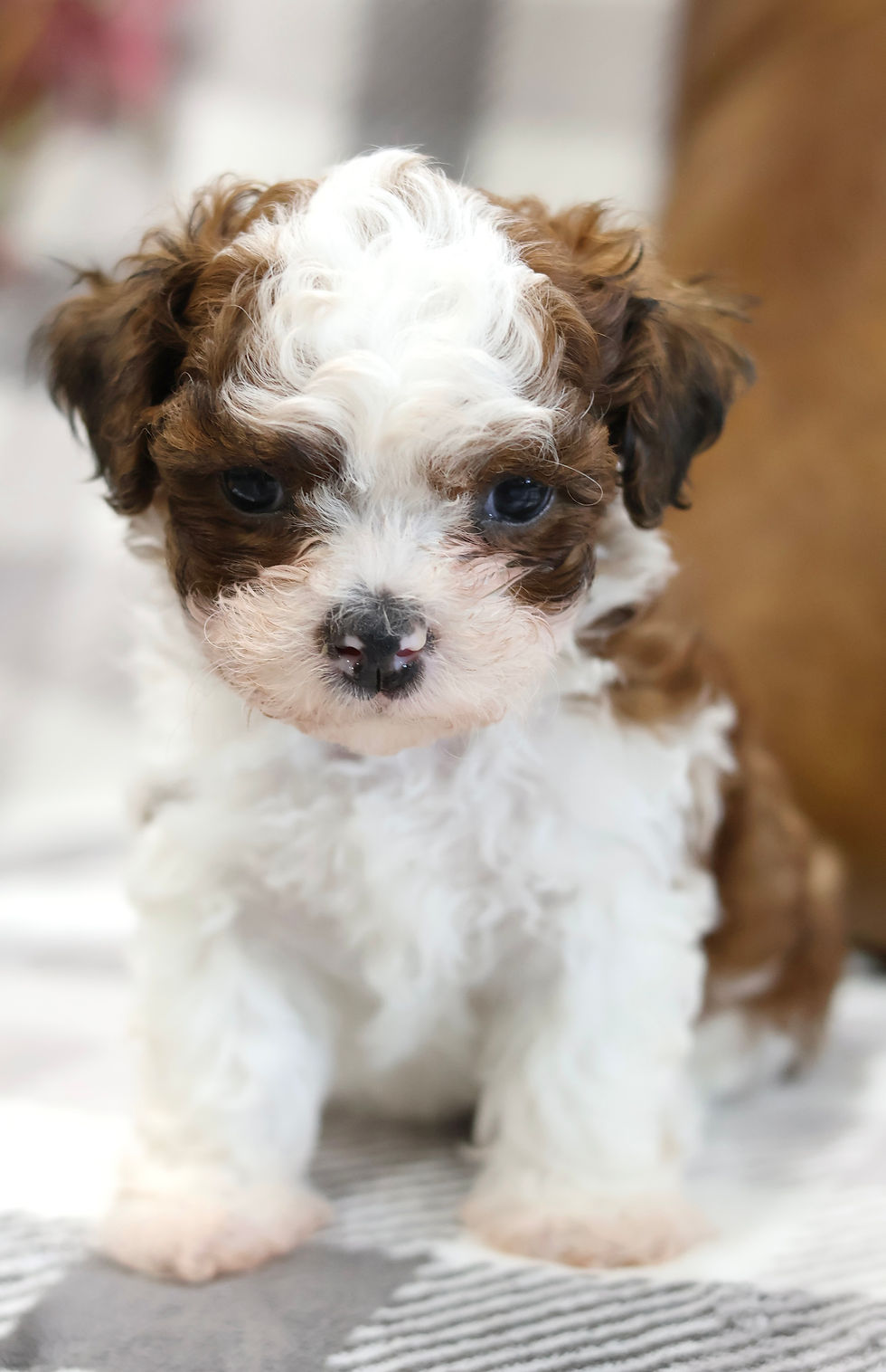 Bichon Shih Tzu Canada
