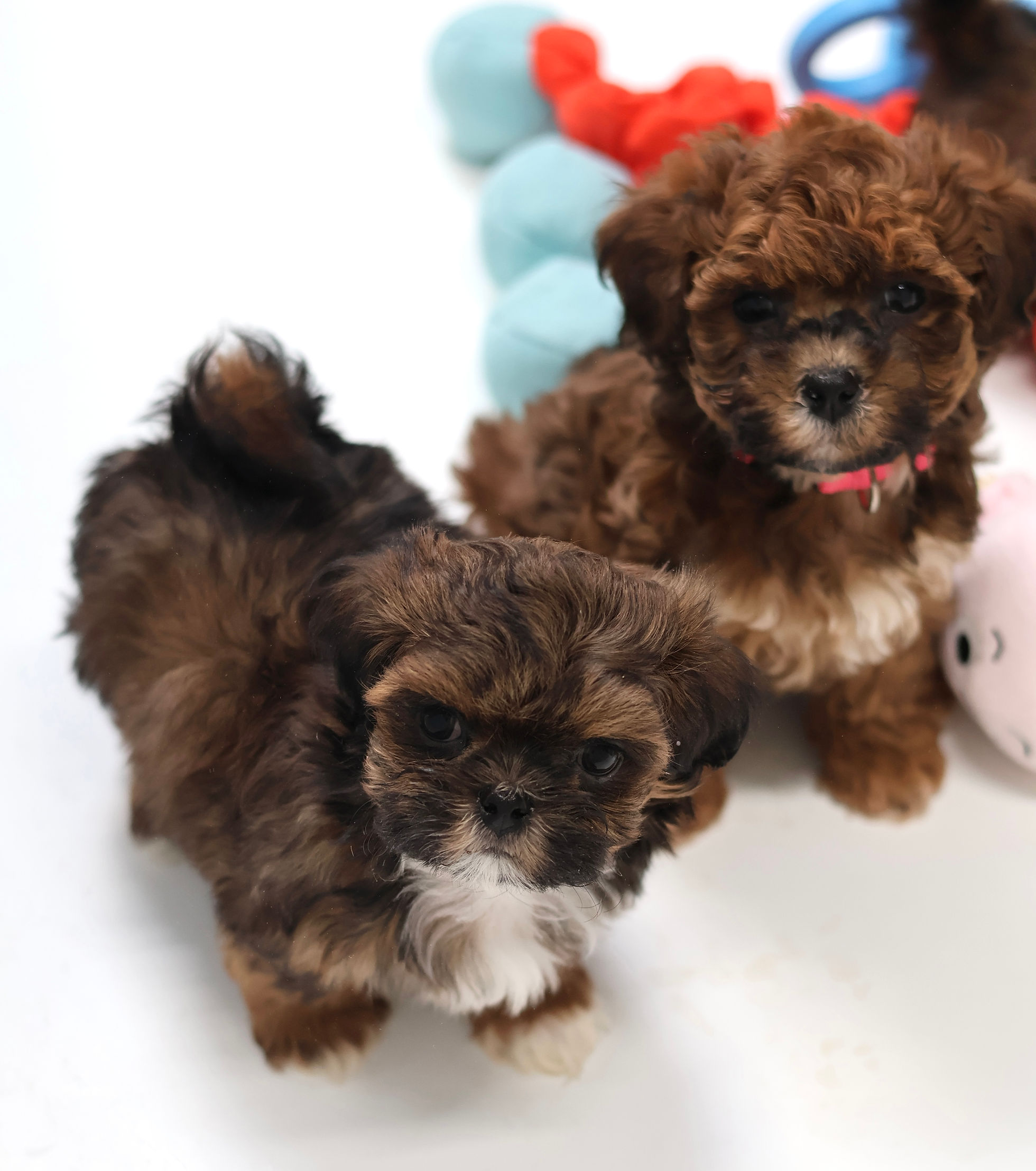 Baby Barks | Shichon Zuchon Bichon Shih Tzu Puppies. Quality breeder