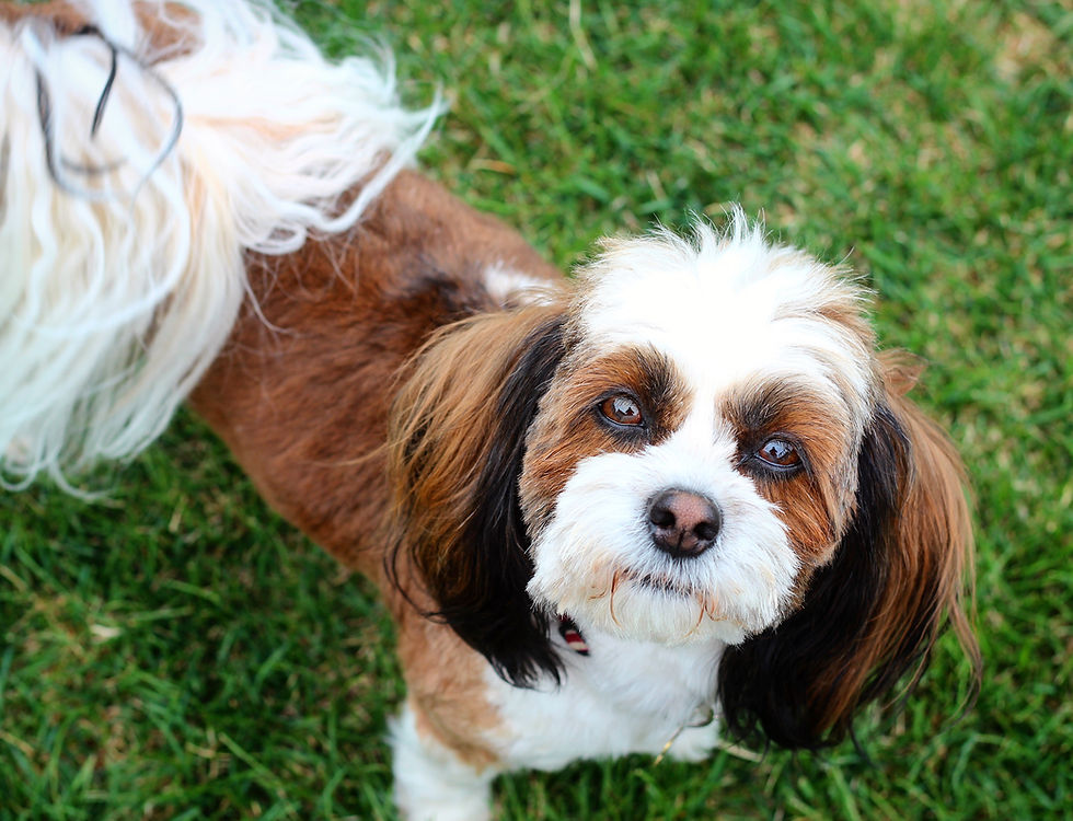 Baby Barks Calgary Bichon Shih Tzu Puppies