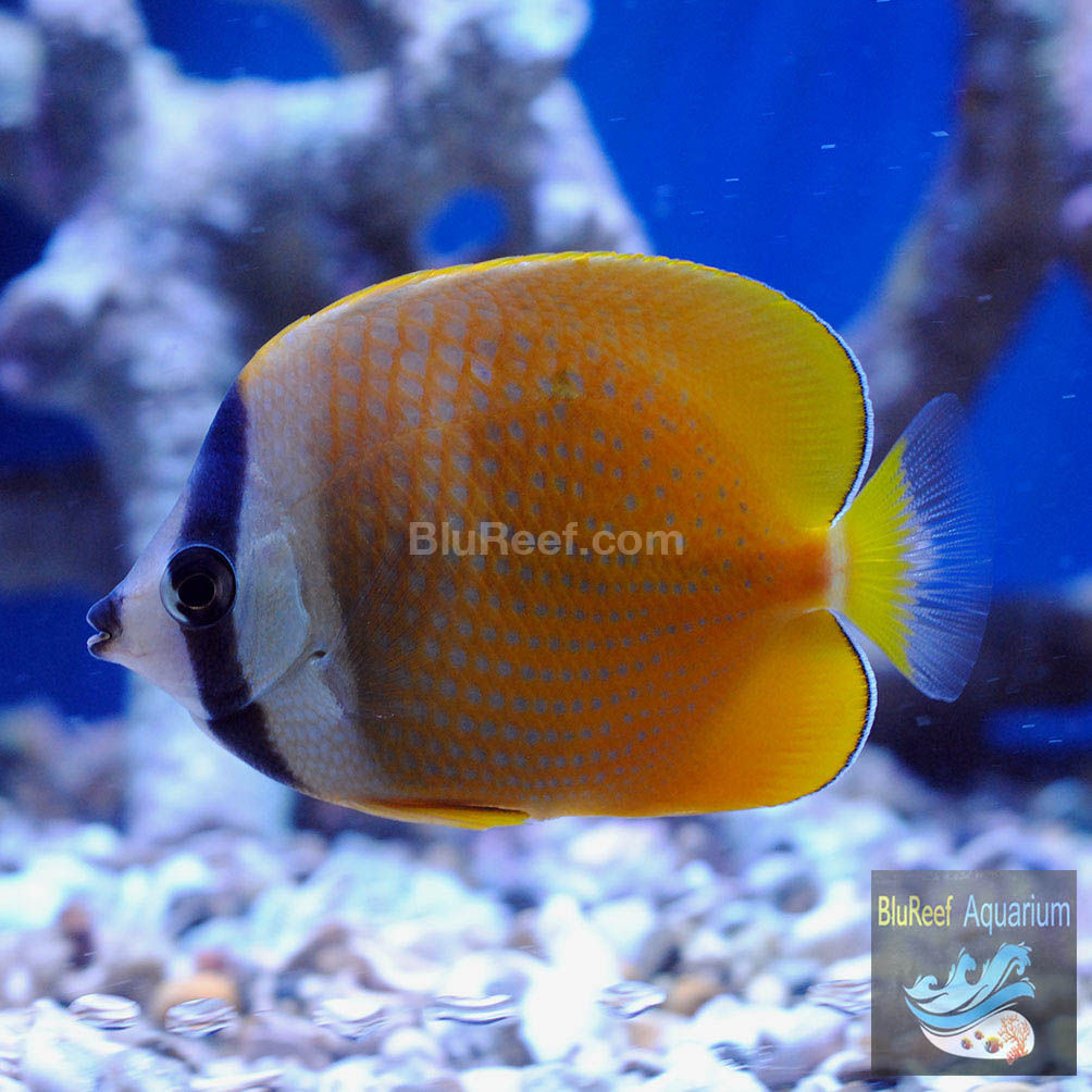 Orange Sunburst Butterflyfish (Chaetodon kleini)